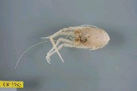 藏品(刺鎧蝦屬)的圖片